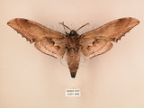 中文名:台灣鋸翅天蛾(3151-498)學名:Langia zenzeroides formosana Clark, 1936(3151-498)中文別名:鋸翅天蛾