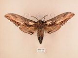中文名:台灣鋸翅天蛾(3151-498)學名:Langia zenzeroides formosana Clark, 1936(3151-498)中文別名:鋸翅天蛾