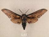 中文名:台灣鋸翅天蛾(3151-515)學名:Langia zenzeroides formosana Clark, 1936(3151-515)中文別名:鋸翅天蛾