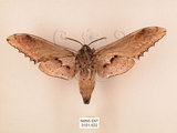 中文名:台灣鋸翅天蛾(3151-522)學名:Langia zenzeroides formosana Clark, 1936(3151-522)中文別名:鋸翅天蛾