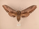 中文名:台灣鋸翅天蛾(3151-525)學名:Langia zenzeroides formosana Clark, 1936(3151-525)中文別名:鋸翅天蛾