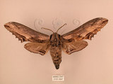 中文名:台灣鋸翅天蛾(3151-637)學名:Langia zenzeroides formosana Clark, 1936(3151-637)中文別名:鋸翅天蛾