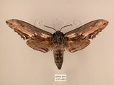 中文名:台灣鋸翅天蛾(3151-653)學名:Langia zenzeroides formosana Clark, 1936(3151-653)中文別名:鋸翅天蛾