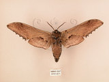 中文名:台灣鋸翅天蛾(3151-671)學名:Langia zenzeroides formosana Clark, 1936(3151-671)中文別名:鋸翅天蛾
