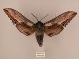 中文名:台灣鋸翅天蛾(4043-951)學名:Langia zenzeroides formosana Clark, 1936(4043-951)中文別名:鋸翅天蛾