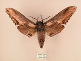 中文名:台灣鋸翅天蛾(4043-953)學名:Langia zenzeroides formosana Clark, 1936(4043-953)中文別名:鋸翅天蛾