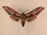 中文名:台灣鋸翅天蛾(4043-954)學名:Langia zenzeroides formosana Clark, 1936(4043-954)中文別名:鋸翅天蛾