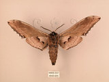 中文名:台灣鋸翅天蛾(4043-955)學名:Langia zenzeroides formosana Clark, 1936(4043-955)中文別名:鋸翅天蛾