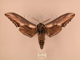 中文名:台灣鋸翅天蛾(4043-955)學名:Langia zenzeroides formosana Clark, 1936(4043-955)中文別名:鋸翅天蛾