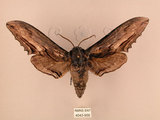 中文名:台灣鋸翅天蛾(4043-956)學名:Langia zenzeroides formosana Clark, 1936(4043-956)中文別名:鋸翅天蛾