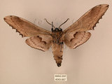 中文名:台灣鋸翅天蛾(4043-957)學名:Langia zenzeroides formosana Clark, 1936(4043-957)中文別名:鋸翅天蛾