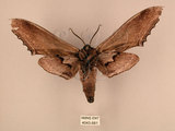 中文名:台灣鋸翅天蛾(4043-981)學名:Langia zenzeroides formosana Clark, 1936(4043-981)中文別名:鋸翅天蛾