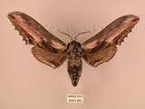 中文名:台灣鋸翅天蛾(4043-982)學名:Langia zenzeroides formosana Clark, 1936(4043-982)中文別名:鋸翅天蛾