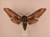 中文名:台灣鋸翅天蛾(4043-983)學名:Langia zenzeroides formosana Clark, 1936(4043-983)中文別名:鋸翅天蛾