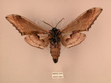 中文名:台灣鋸翅天蛾(4043-984)學名:Langia zenzeroides formosana Clark, 1936(4043-984)中文別名:鋸翅天蛾