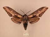 中文名:台灣鋸翅天蛾(4043-984)學名:Langia zenzeroides formosana Clark, 1936(4043-984)中文別名:鋸翅天蛾