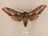 中文名:台灣鋸翅天蛾(4043-985)學名:Langia zenzeroides formosana Clark, 1936(4043-985)中文別名:鋸翅天蛾