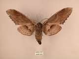 中文名:台灣鋸翅天蛾(4095-243)學名:Langia zenzeroides formosana Clark, 1936(4095-243)中文別名:鋸翅天蛾