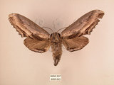 中文名:台灣鋸翅天蛾(4095-243)學名:Langia zenzeroides formosana Clark, 1936(4095-243)中文別名:鋸翅天蛾