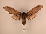 中文名:台灣鋸翅天蛾(4095-255)學名:Langia zenzeroides formosana Clark, 1936(4095-255)中文別名:鋸翅天蛾