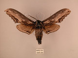 中文名:台灣鋸翅天蛾(4095-255)學名:Langia zenzeroides formosana Clark, 1936(4095-255)中文別名:鋸翅天蛾