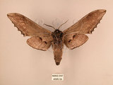 中文名:台灣鋸翅天蛾(4095-34)學名:Langia zenzeroides formosana Clark, 1936(4095-34)中文別名:鋸翅天蛾