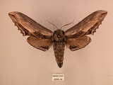 中文名:台灣鋸翅天蛾(4095-34)學名:Langia zenzeroides formosana Clark, 1936(4095-34)中文別名:鋸翅天蛾