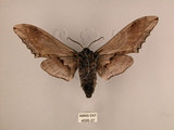 中文名:台灣鋸翅天蛾(4095-37)學名:Langia zenzeroides formosana Clark, 1936(4095-37)中文別名:鋸翅天蛾