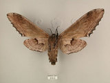 中文名:台灣鋸翅天蛾(515-3)學名:Langia zenzeroides formosana Clark, 1936(515-3)中文別名:鋸翅天蛾