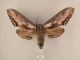 中文名:台灣鋸翅天蛾(515-3)學名:Langia zenzeroides formosana Clark, 1936(515-3)中文別名:鋸翅天蛾