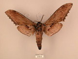中文名:台灣鋸翅天蛾(515-5)學名:Langia zenzeroides formosana Clark, 1936(515-5)中文別名:鋸翅天蛾