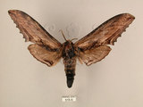 中文名:台灣鋸翅天蛾(515-5)學名:Langia zenzeroides formosana Clark, 1936(515-5)中文別名:鋸翅天蛾