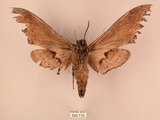中文名:台灣鋸翅天蛾(520-110)學名:Langia zenzeroides formosana Clark, 1936(520-110)中文別名:鋸翅天蛾