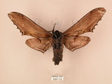 中文名:台灣鋸翅天蛾(520-112)學名:Langia zenzeroides formosana Clark, 1936(520-112)中文別名:鋸翅天蛾