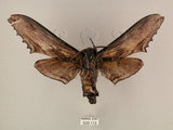 中文名:台灣鋸翅天蛾(520-112)學名:Langia zenzeroides formosana Clark, 1936(520-112)中文別名:鋸翅天蛾