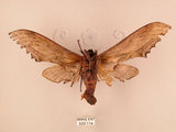 中文名:台灣鋸翅天蛾(520-114)學名:Langia zenzeroides formosana Clark, 1936(520-114)中文別名:鋸翅天蛾