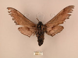 中文名:台灣鋸翅天蛾(520-117)學名:Langia zenzeroides formosana Clark, 1936(520-117)中文別名:鋸翅天蛾