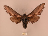 中文名:台灣鋸翅天蛾(520-117)學名:Langia zenzeroides formosana Clark, 1936(520-117)中文別名:鋸翅天蛾