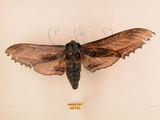 中文名:台灣鋸翅天蛾(66-283)學名:Langia zenzeroides formosana Clark, 1936(66-283)中文別名:鋸翅天蛾