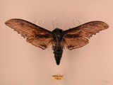 中文名:台灣鋸翅天蛾(735-2)學名:Langia zenzeroides formosana Clark, 1936(735-2)中文別名:鋸翅天蛾