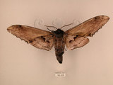 中文名:台灣鋸翅天蛾(740-205)學名:Langia zenzeroides formosana Clark, 1936(740-205)中文別名:鋸翅天蛾