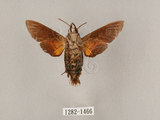 中文名:黃紋長喙天蛾(1282-1466)學名:Macroglossum corythus luteata Butler, 1875(1282-1466)中文別名:長喙天蛾