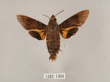 中文名:黃紋長喙天蛾(1282-1466)學名:Macroglossum corythus luteata Butler, 1875(1282-1466)中文別名:長喙天蛾