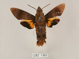 中文名:黃紋長喙天蛾(1282-1483)學名:Macroglossum corythus luteata Butler, 1875(1282-1483)中文別名:長喙天蛾