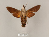 中文名:黃紋長喙天蛾(1282-2306)學名:Macroglossum corythus luteata Butler, 1875(1282-2306)中文別名:長喙天蛾