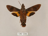 中文名:黃紋長喙天蛾(1282-2306)學名:Macroglossum corythus luteata Butler, 1875(1282-2306)中文別名:長喙天蛾