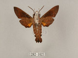 中文名:九節木長喙天蛾(1282-1621)學名:Macroglossum heliophila heliophila Boisduval, [1875](1282-1621)中文別名:連帶長喙天蛾