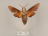 中文名:九節木長喙天蛾(1282-1755)學名:Macroglossum heliophila heliophila Boisduval, [1875](1282-1755)中文別名:連帶長喙天蛾