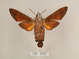 中文名:背帶長喙天蛾(1282-26907)學名:Macroglossum mitchelli imperator (Butler, 1875)(1282-26907)中文別名:背線長喙天蛾