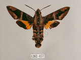 中文名:背帶長喙天蛾(1282-457)學名:Macroglossum mitchelli imperator (Butler, 1875)(1282-457)中文別名:背線長喙天蛾